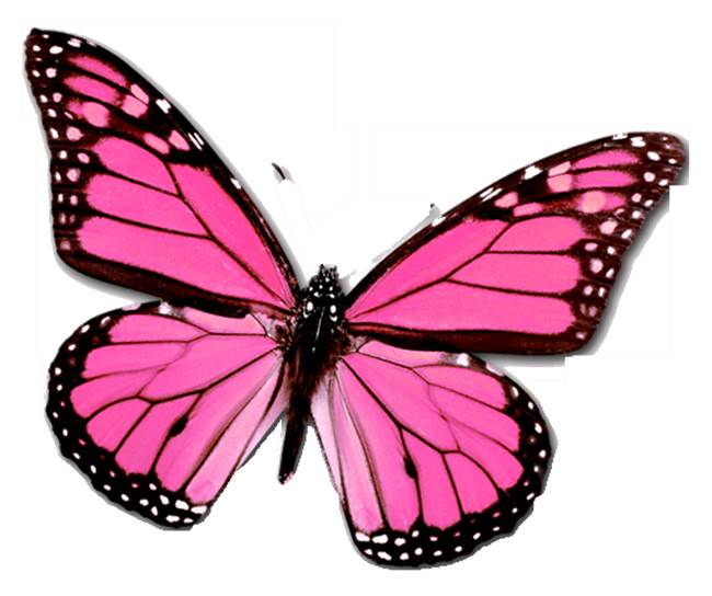 Pink Butterfly