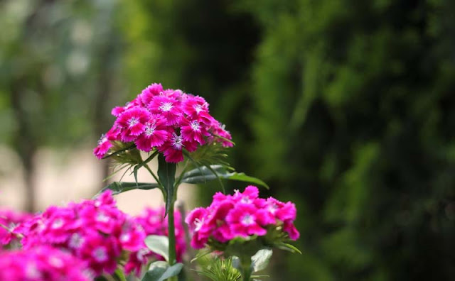 Sweet William Flowers Pictures