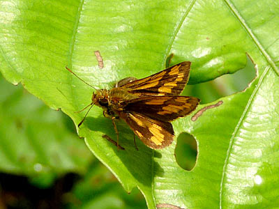 Skipper