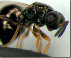 wasps