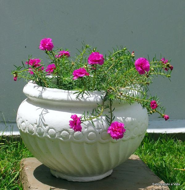 A onze-horas produz flores delicadas, em cores vibrantes e variadas, fazendo-se uma bela planta ornamental. Seja em vasos, jardineiras ou canteiros, sozinha ou em meio à outras plantas, ela é sempre garantia de jardins belos e floridos.  É uma ótima opção para quem quer flores singelas no jardim o ano inteiro.