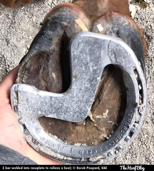 z-bar shoe used to relieve heel pain in racehorse