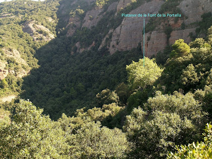 El Sot de la Portella tot anant cap al Turó Roig