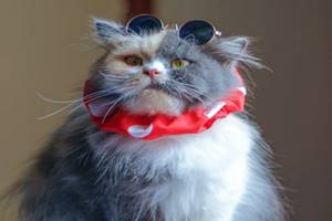 Characteristic Of Medium Short Hair Persian Cats