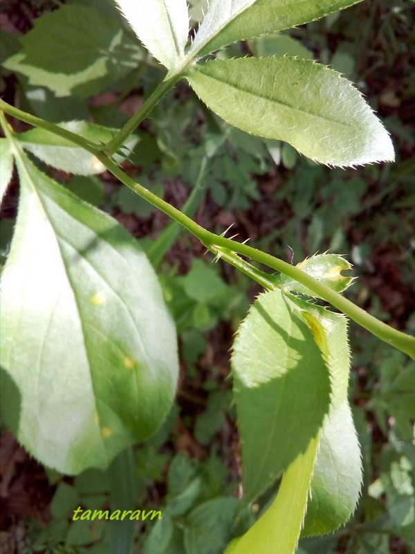 Атрактилодес яйцевидный / Веретенник яйцевидный (Atractylodes ovata, =Atractylodes lancea)