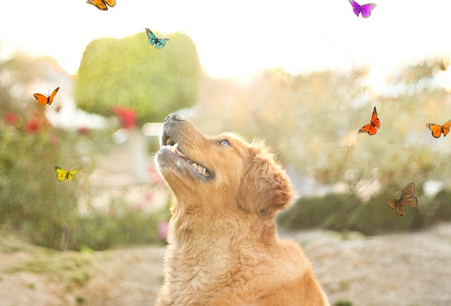 Top 5 Inspirational Dog Portrait Photographs