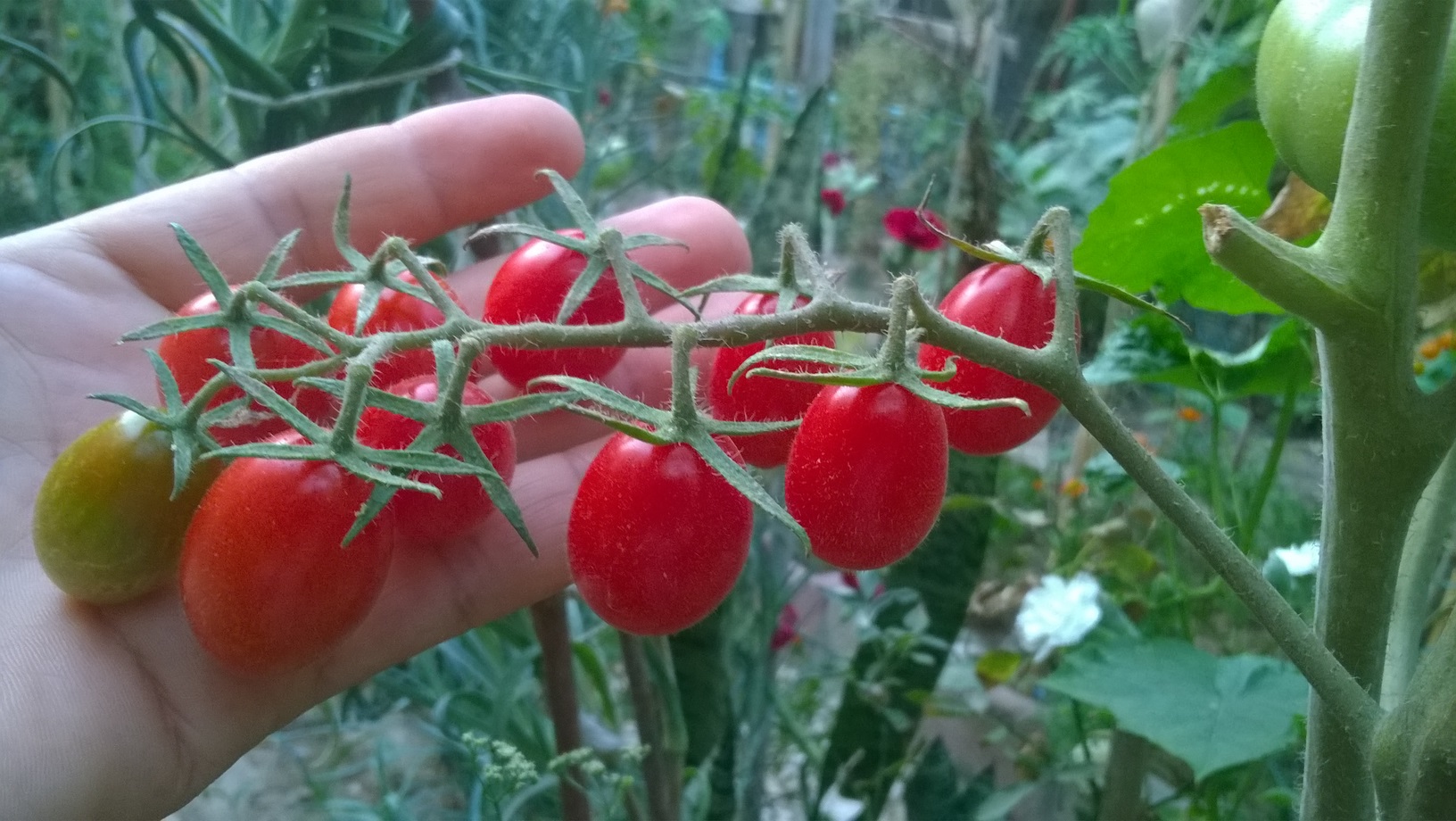 MY ORGANIC TOMATOES