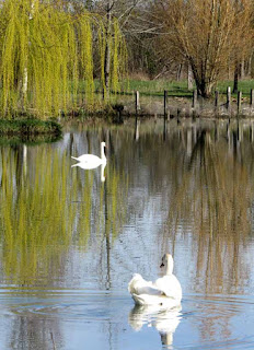 Swans on lake with weeping willow