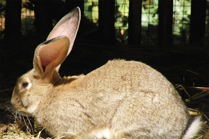 flemish giant rabbit for sale philippines