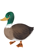 Kacsa / Duck