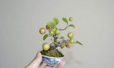 Bonsai Trees and Their Beauty Seen On www.coolpicturegallery.net