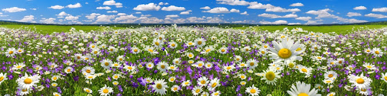 A field full of daisies and purple flowers under a summer sky.