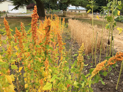 wheat, quinoa and flowers growing in our side yard