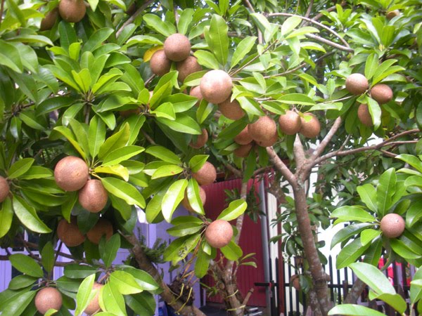 Mencangkok Tanaman Buah