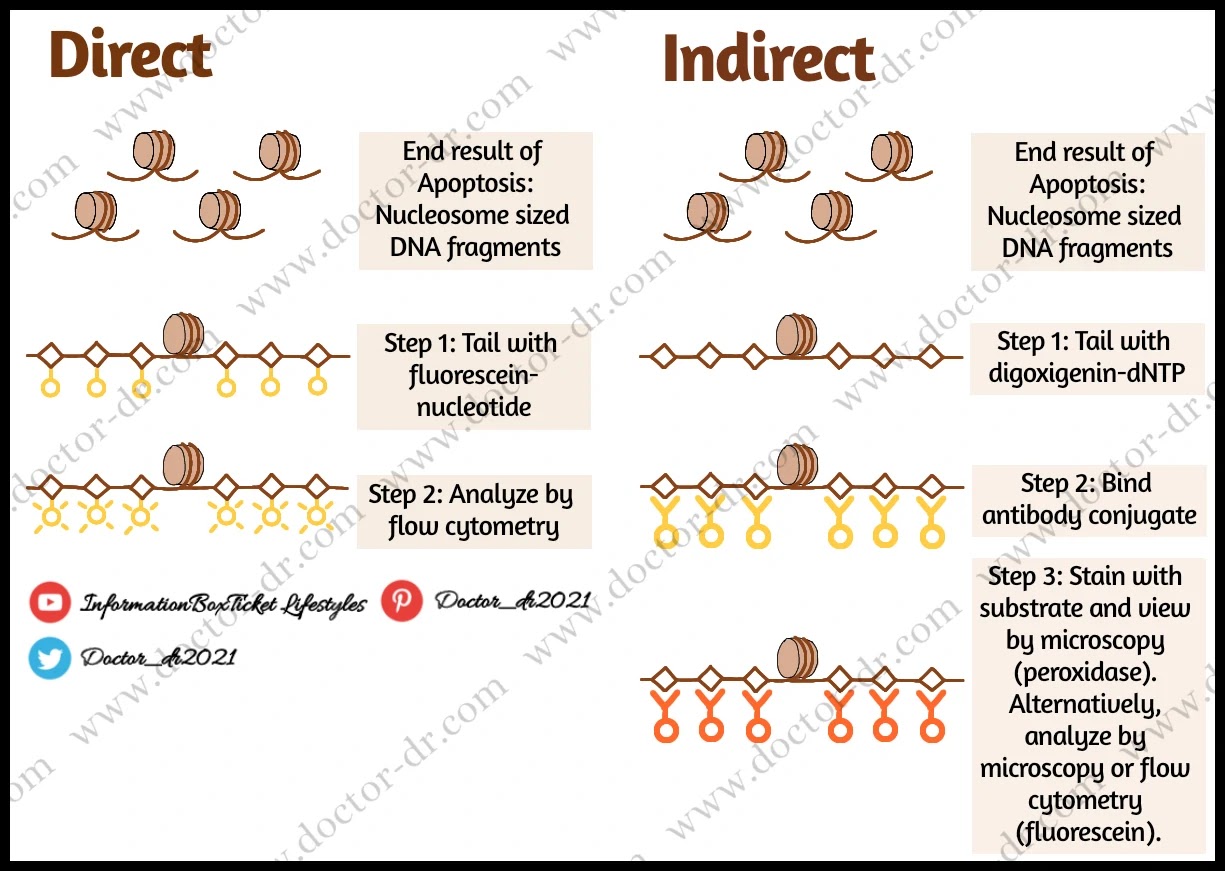 Apoptotic Assay - DNA fragmentation