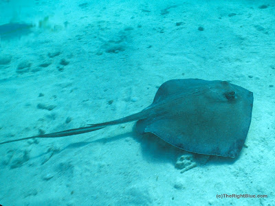 Southern Stingray (Dasyatis americana