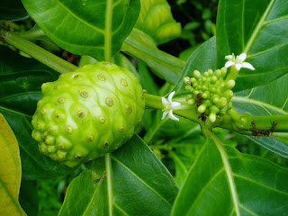 Khasiat Buah Mengkudu