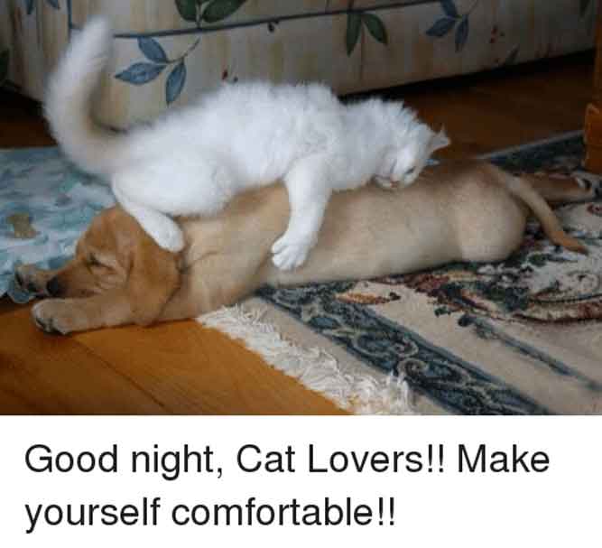 Cat lovers! - Funny good night memes pictures, photos, images, pics, captions, quotes, wishes, quotes, sms, status, messages.
