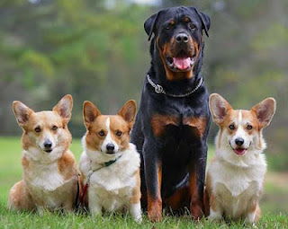Alasan Ilmiah Kenapa Terkena Liur Anjing Harus Dibasuh Dengan Tanah [ www.BlogApaAja.com ]