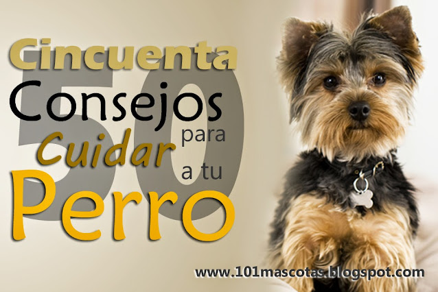 cuidar a tu perro,cuidados de un perro,cuidar a un perro,cuidados de los perros,cuidados de un cachorro,cuidados para un perro,el cuidado de los perros