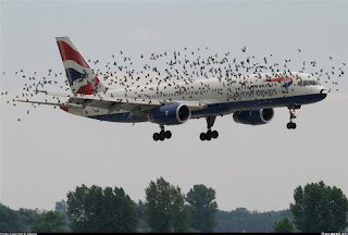 Resultado de imagen de colisiones de aeronaves con fauna