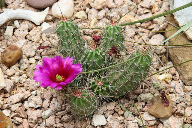 Echinocereus enneacanthus