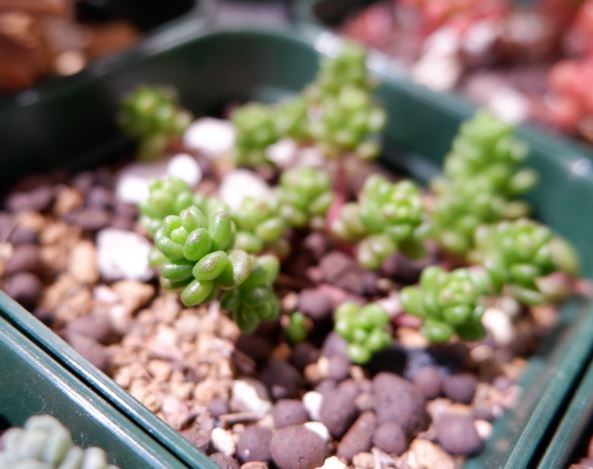 多肉植物 タイトゴメ 特徴と育て方 草日和 Kusabiyori