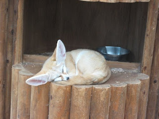 fennec fox, smallest of foxes