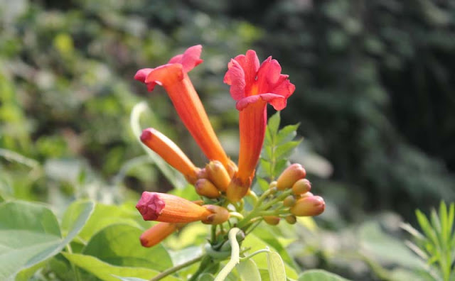 Trumpet Vine Flowers Pictures