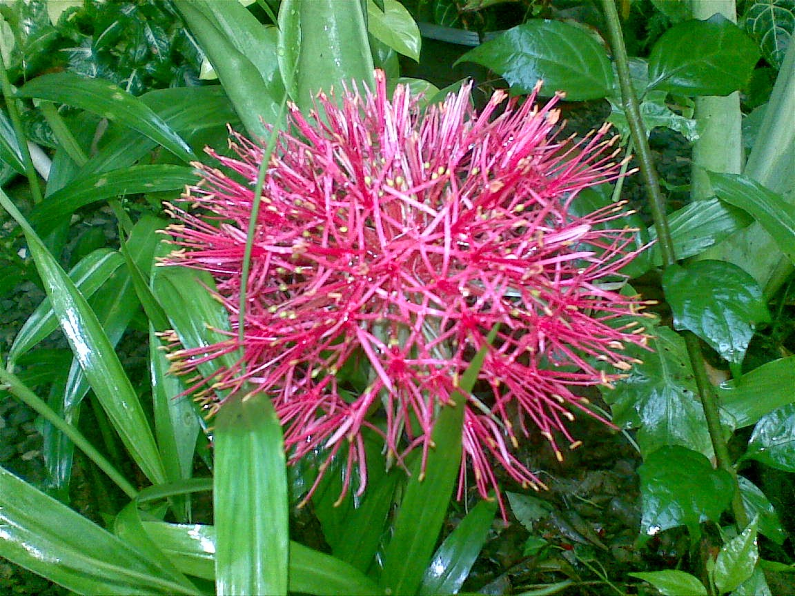Endah Murniyati s Journey BUNGA DESEMBER FIRST BLOOMING