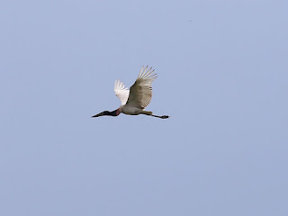 Jabiru in Chambers County, TX