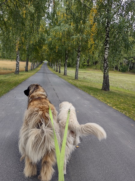 leonberger golden retriever