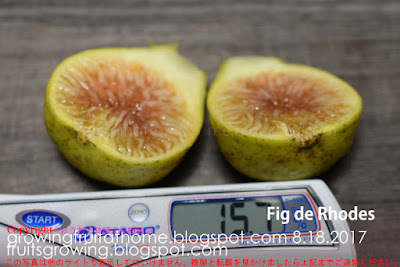 イチジクロードスの糖度 fig rhodes brix