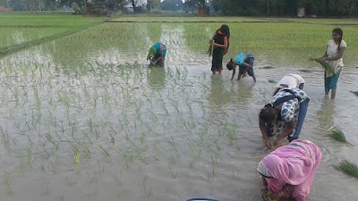 लखीमपुर खीरी में साठी धान बना मुसीबत:पर्यावरण पर पड़ रहा दूषित प्रभाव, Sathi Paddy Became Trouble in Lakhimpur Kheri