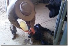 mamas colostrum