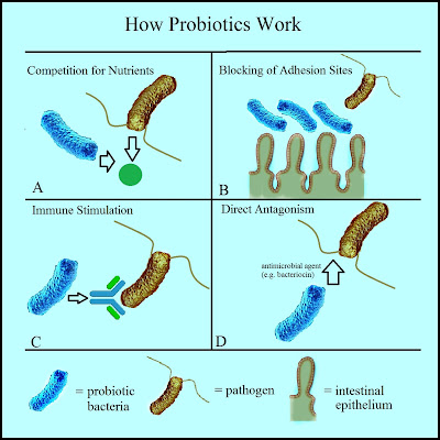 How Probiotics Help in Our Health