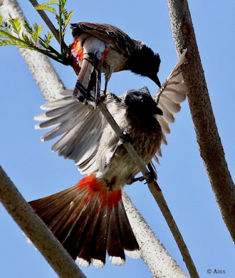 "Red-vented Bulbul - Pycnonotus cafer, common resident displaying courtship behaviour."