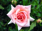 Rose Flower, A rose is a woody perennial of the genus Rosa, . (pink rose)