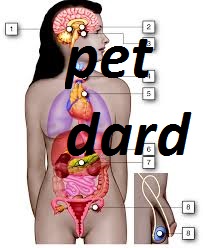 pet dard afara gas acidity