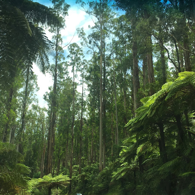 Steavenson Falls, Marysville