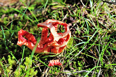 Clathrus ruber