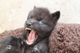 Funny animals of the week - 5 April 2014 (40 pics), vicious baby wolf