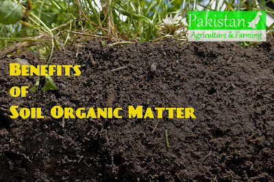 Benefits of Soil Organic Matter (Article cover)