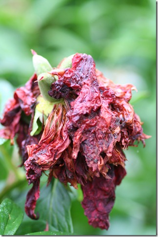 bloggebilder 007