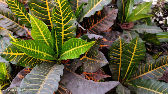 green yellow leaf blur wallpaper hd nature background