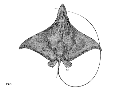 raya de cabeza larga Aetobatus flagellum