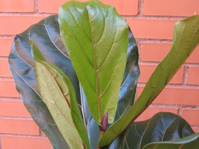 Indoor Fiddle Leaf Fig care tips