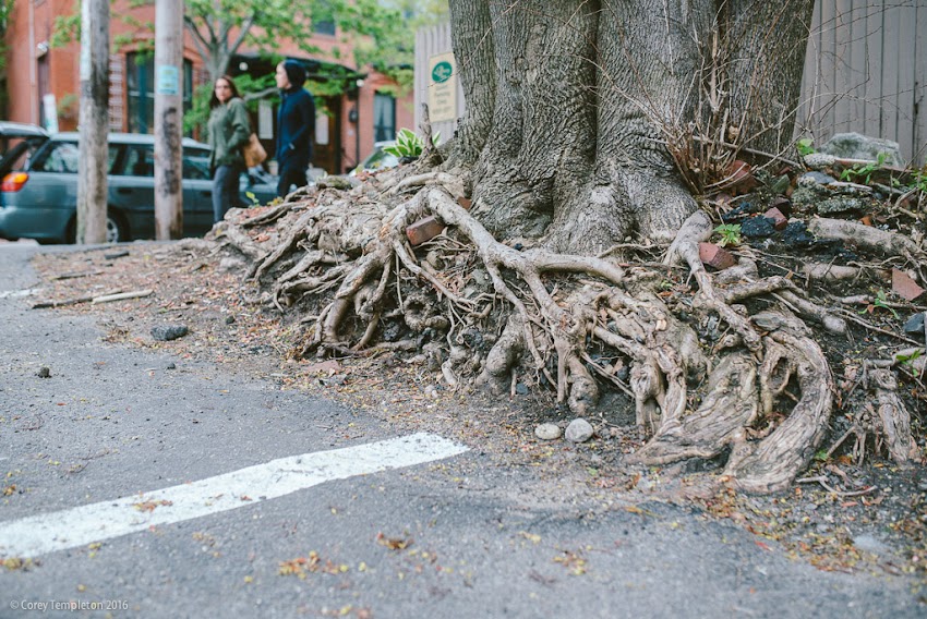 Portland, Maine USA. Photo by Corey Templeton. The West End of Portland, a good place to put down some roots. May 2016.