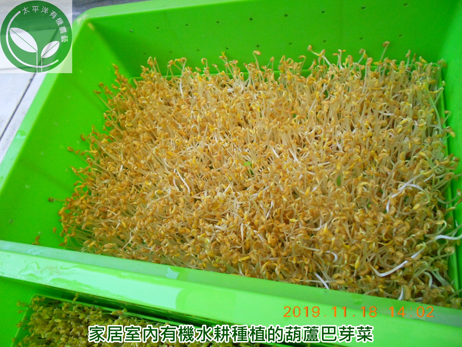 芽菜機 豆芽機 芽菜箱 水耕盤 芽菜種子 貓草水耕盤 貓草種子 相關網誌