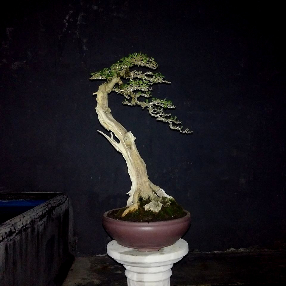 Bonsai Bunjin (Literati) Style